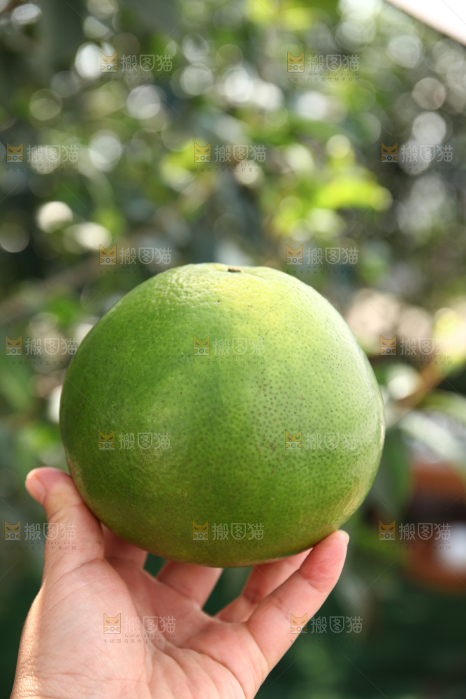 翡翠葡萄柚