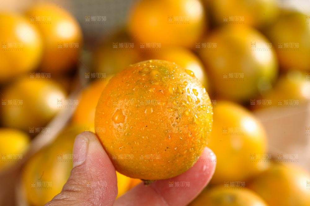 脆皮金桔