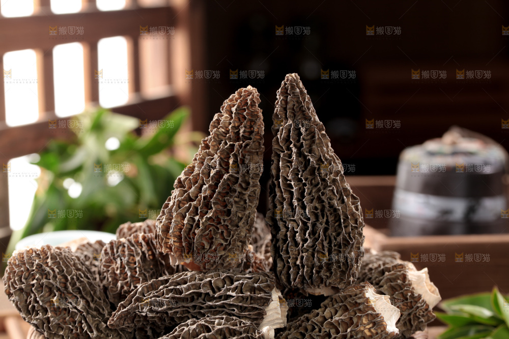 羊肚菌