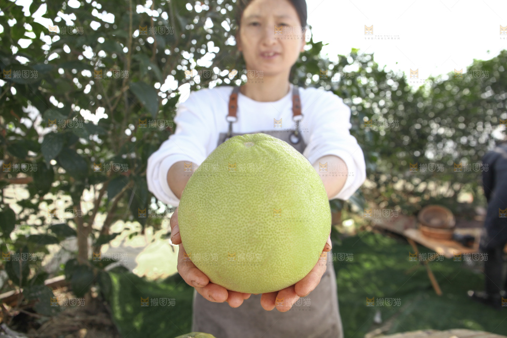 文旦柚