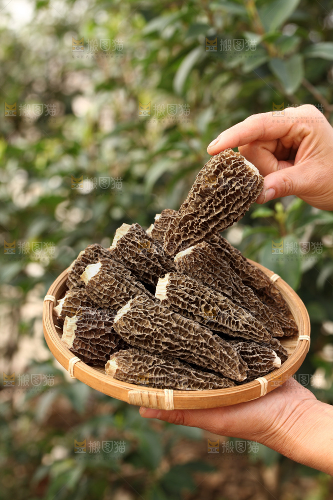 羊肚菌