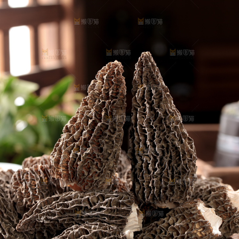 羊肚菌