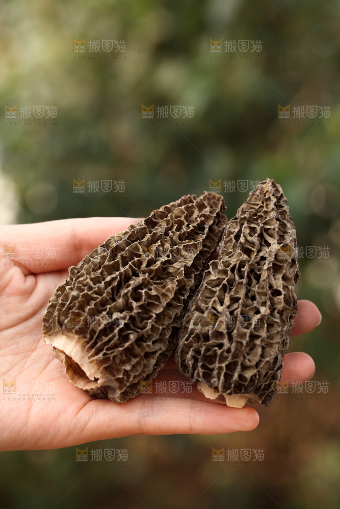 羊肚菌