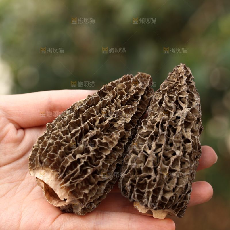 羊肚菌