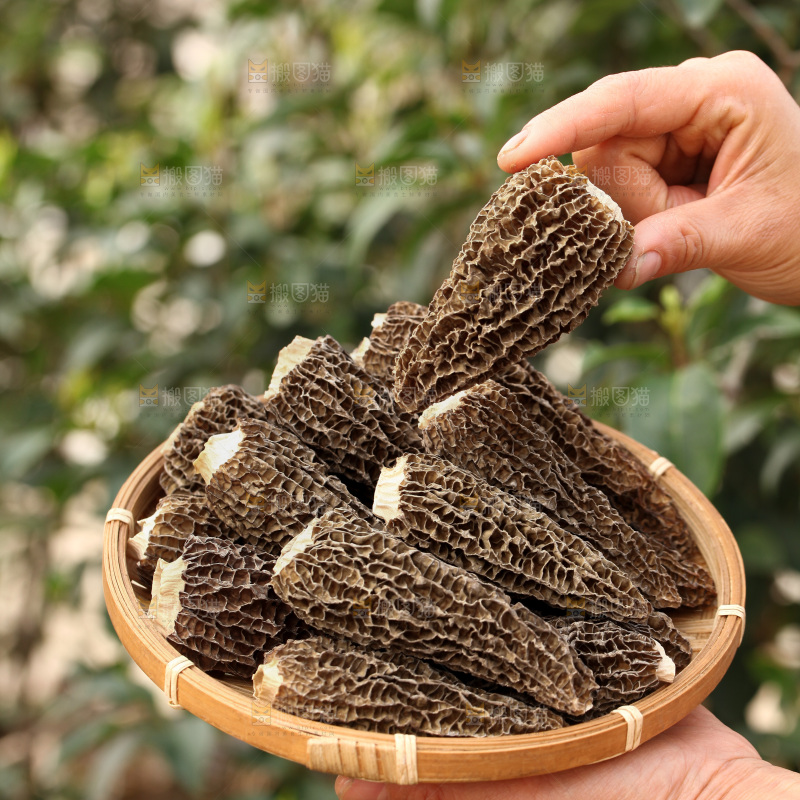 羊肚菌