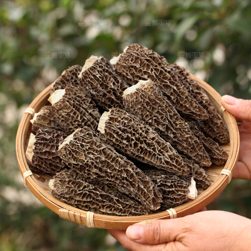 羊肚菌
