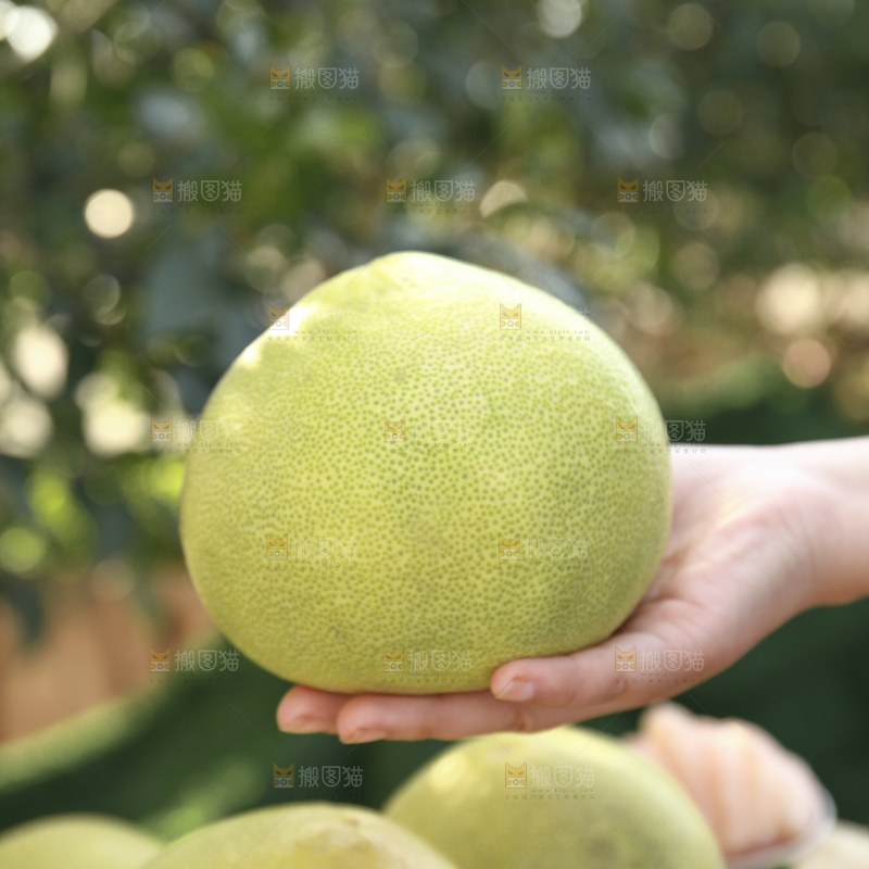 文旦柚