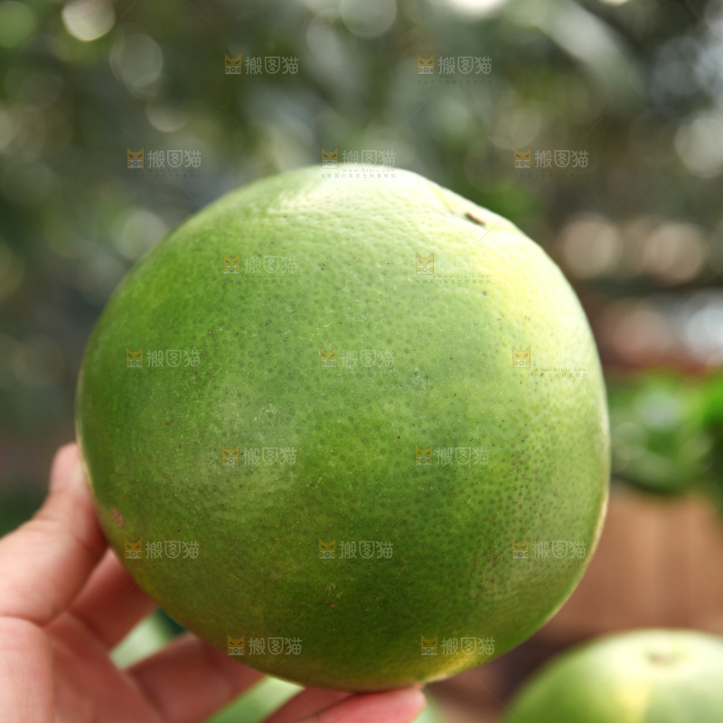 翡翠葡萄柚