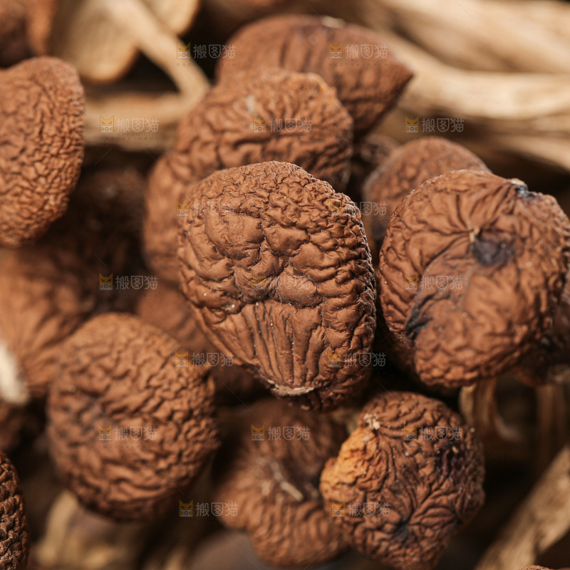 茶树菇