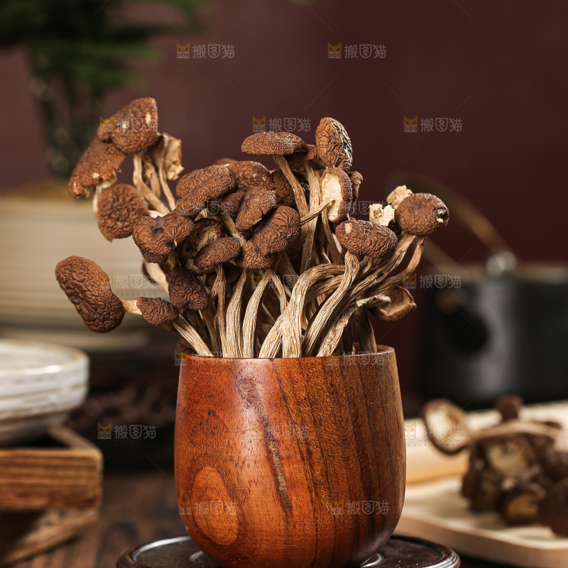 茶树菇