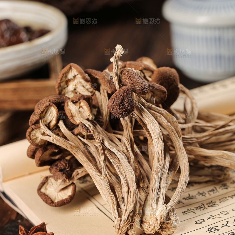 茶树菇