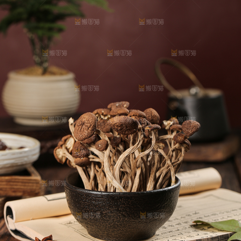 茶树菇