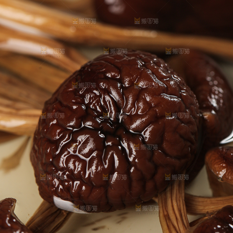 茶树菇