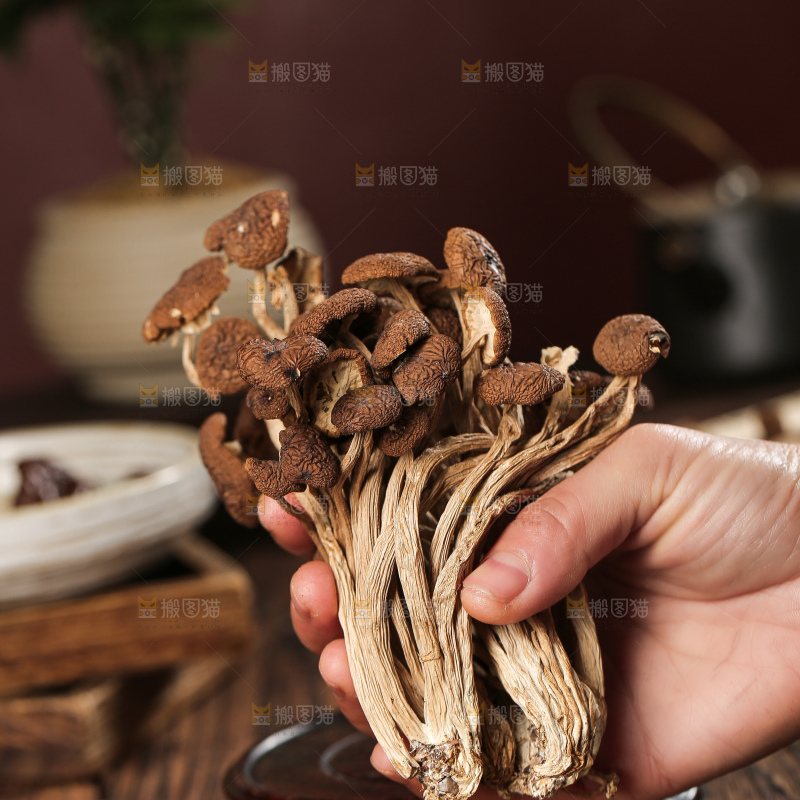 茶树菇