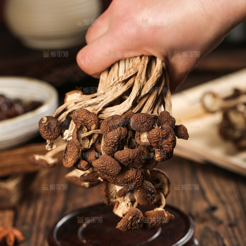 茶树菇