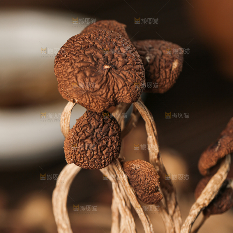 茶树菇