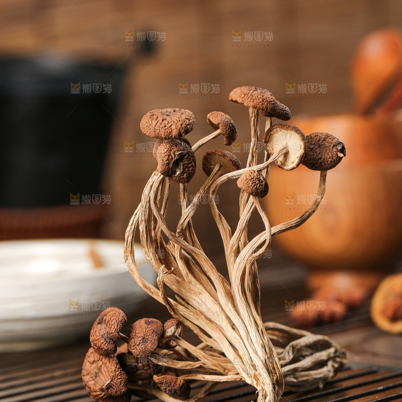 茶树菇