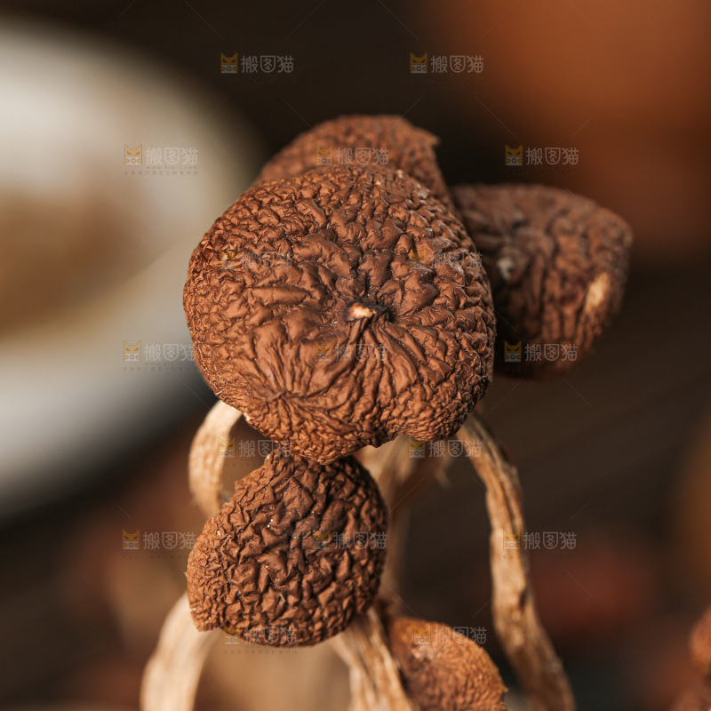 茶树菇
