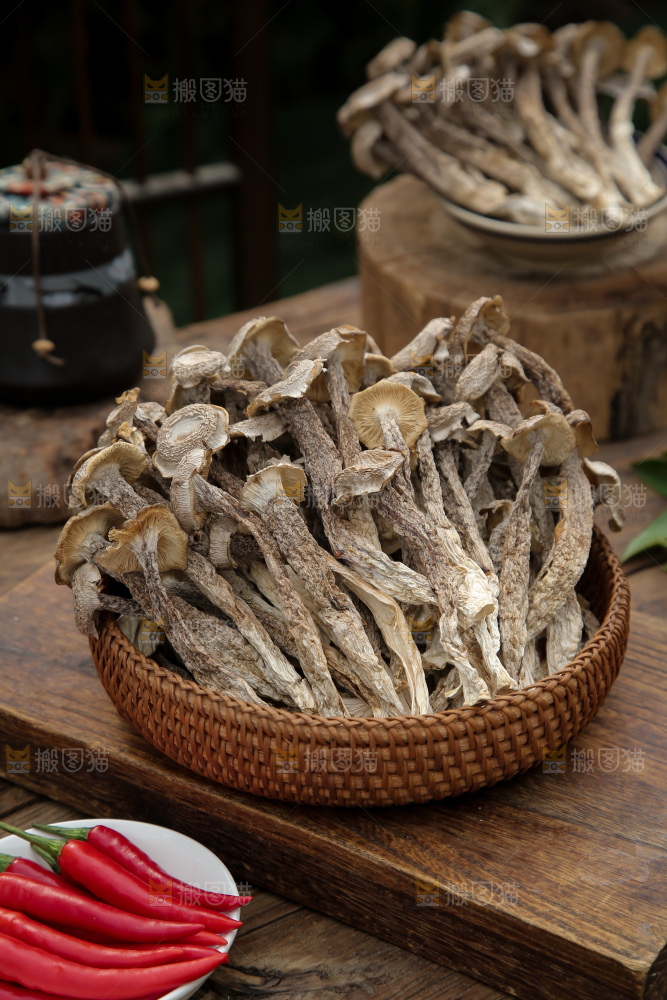 鹿茸菇