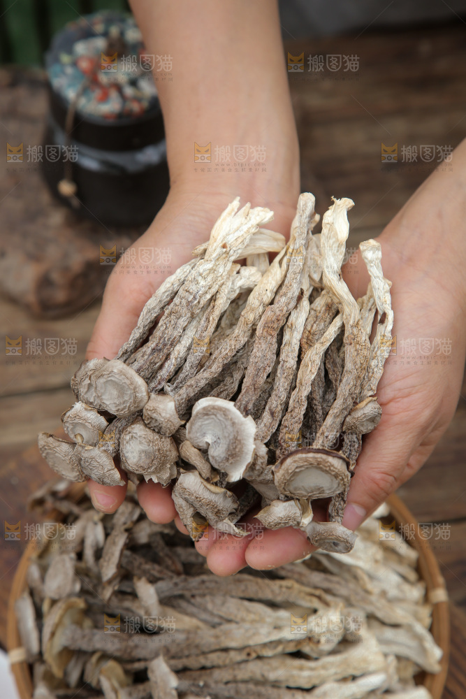鹿茸菇