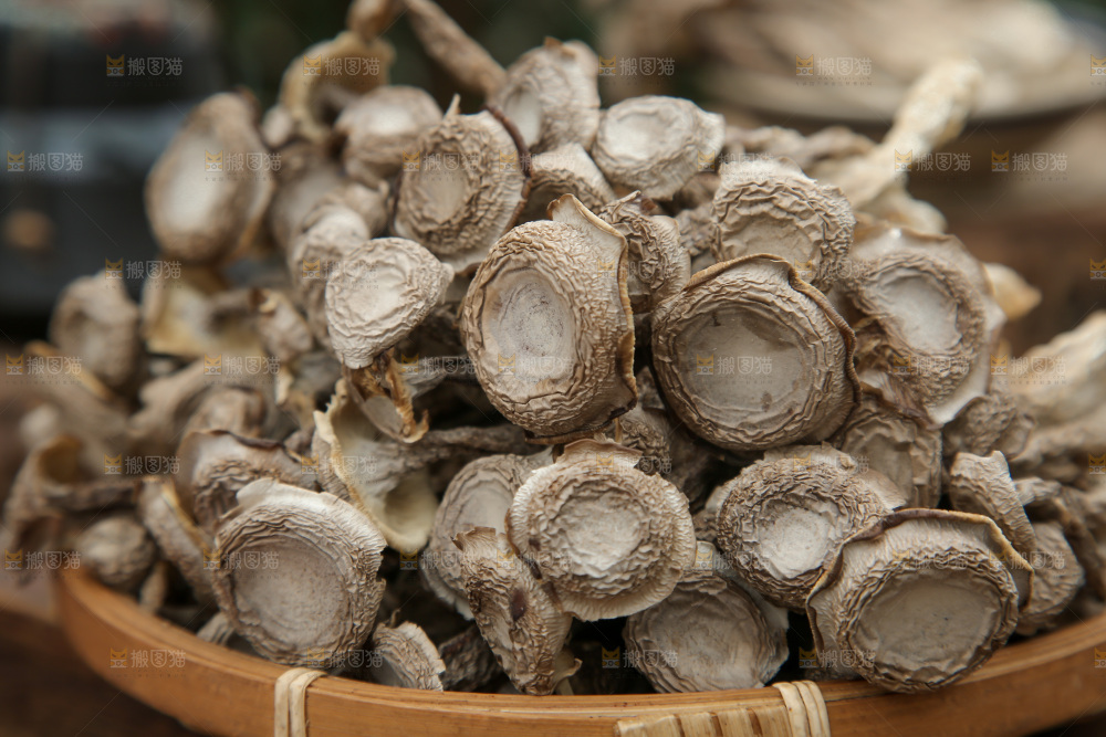 鹿茸菇