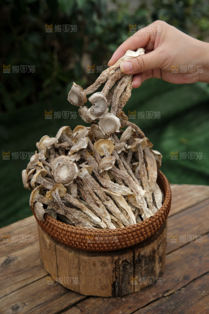 鹿茸菇