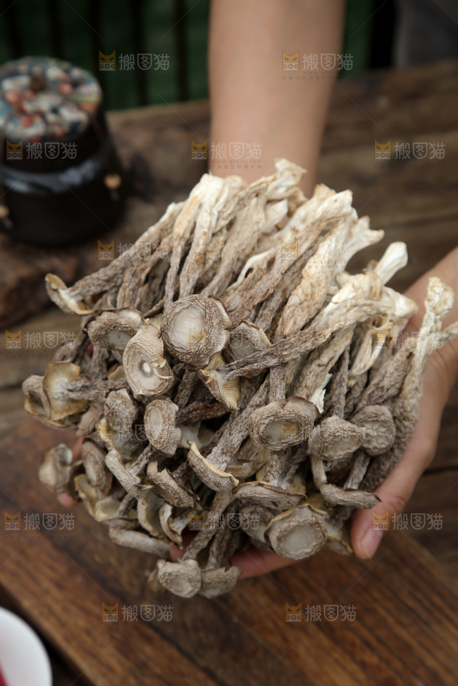 鹿茸菇