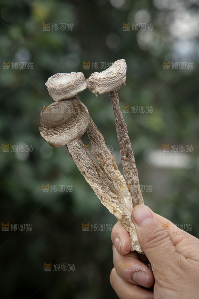 鹿茸菇