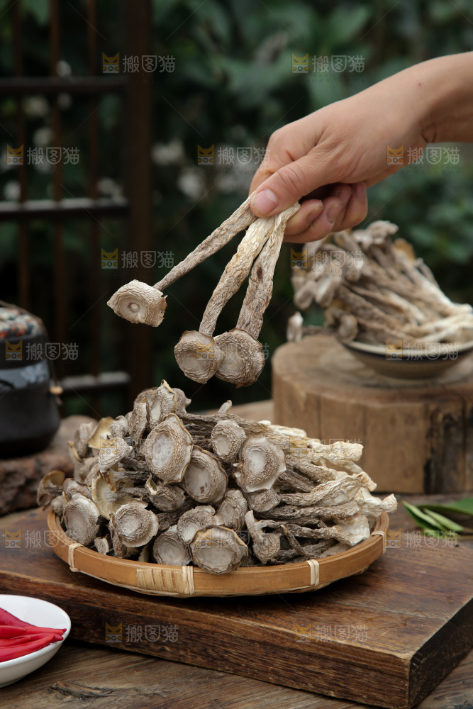 鹿茸菇
