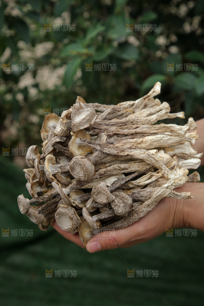 鹿茸菇