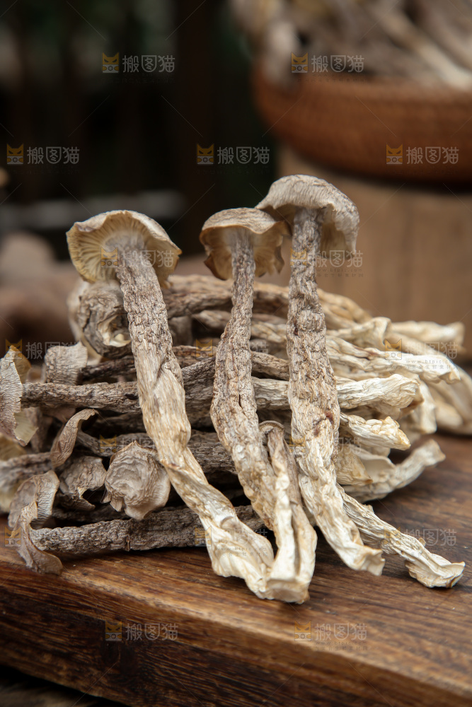 鹿茸菇