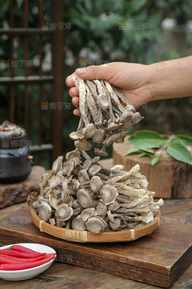 鹿茸菇