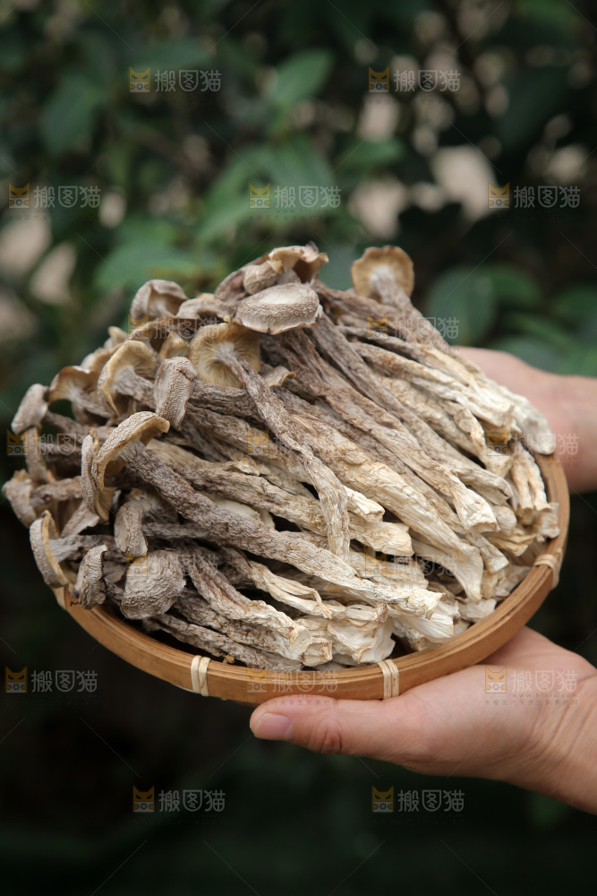 鹿茸菇