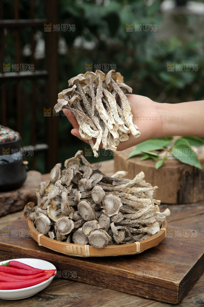 鹿茸菇