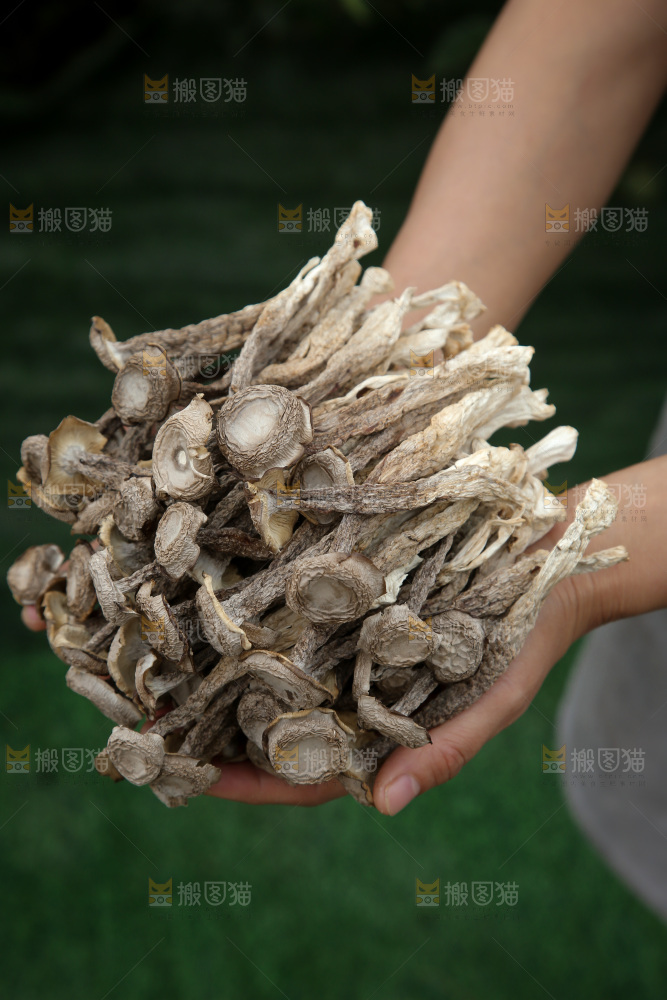 鹿茸菇