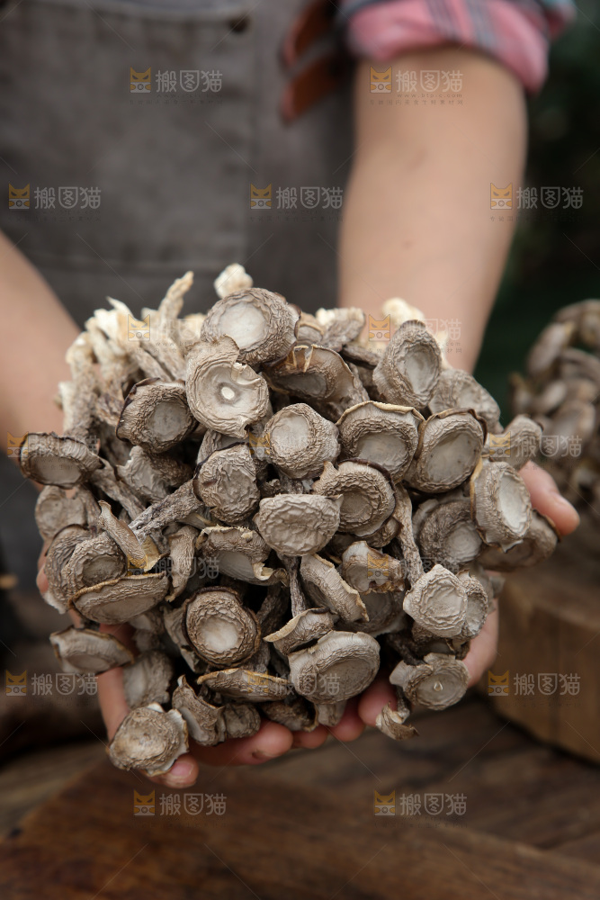 鹿茸菇