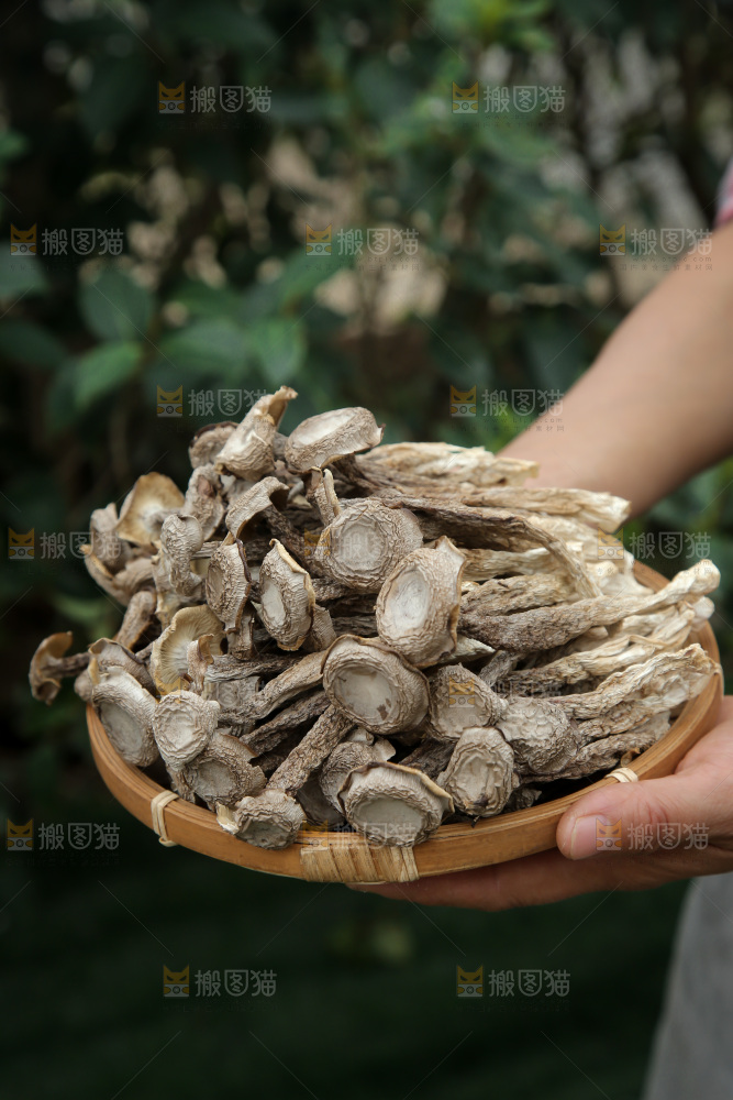 鹿茸菇
