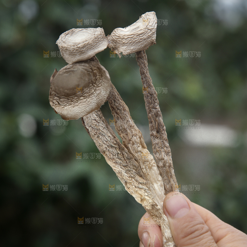 鹿茸菇