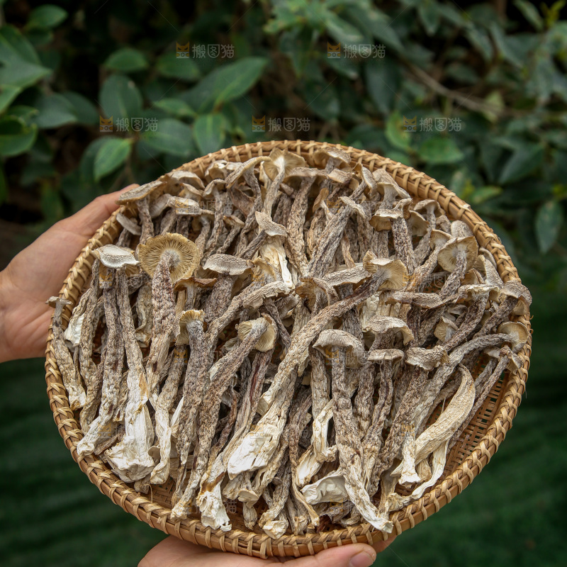 鹿茸菇
