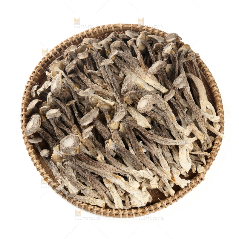 鹿茸菇