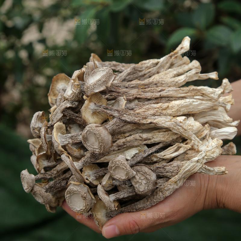 鹿茸菇