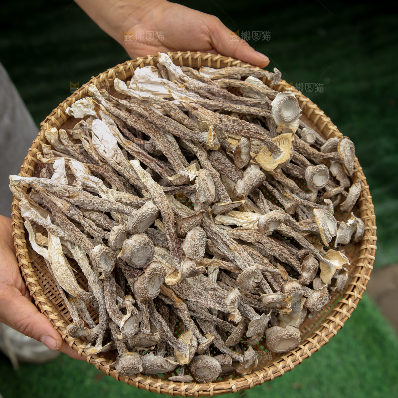 鹿茸菇