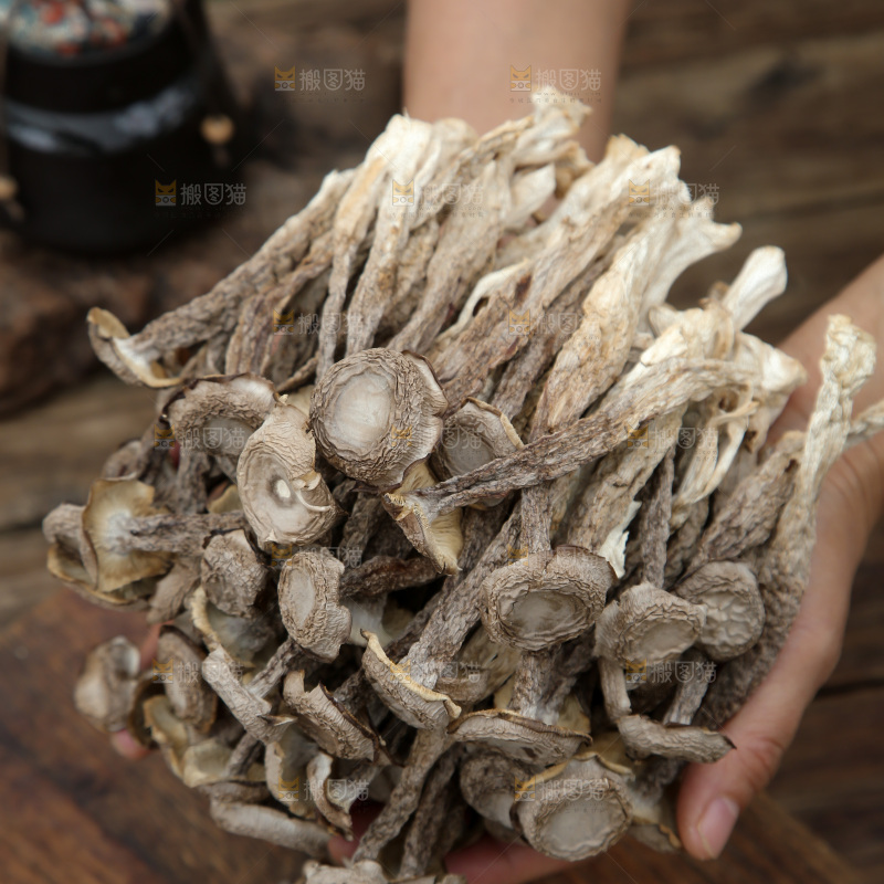 鹿茸菇