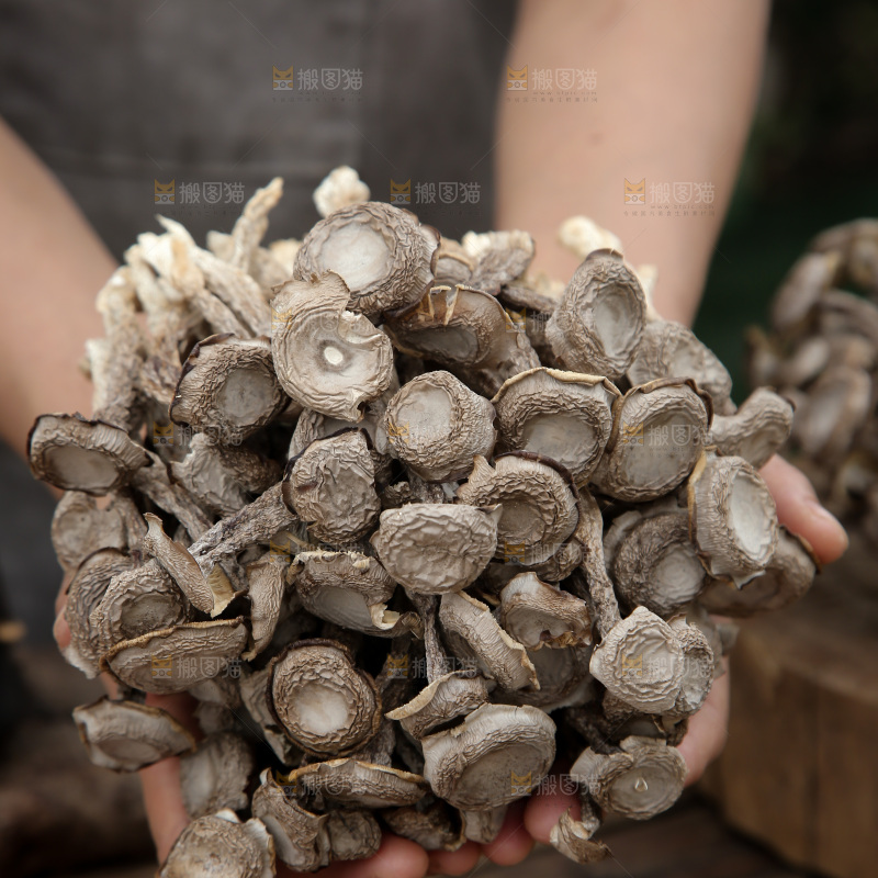 鹿茸菇
