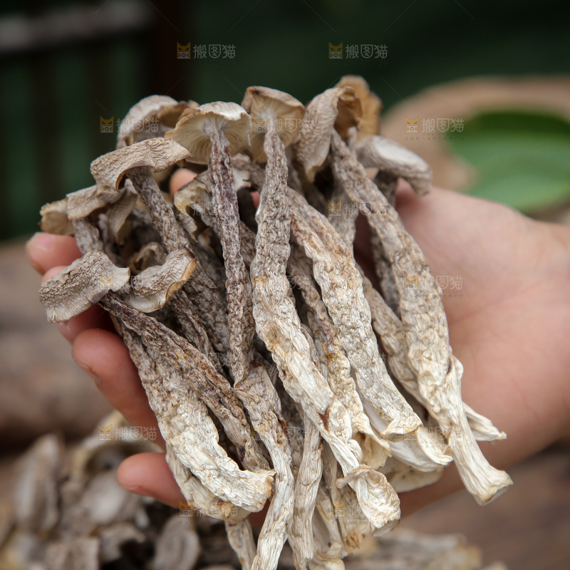 鹿茸菇