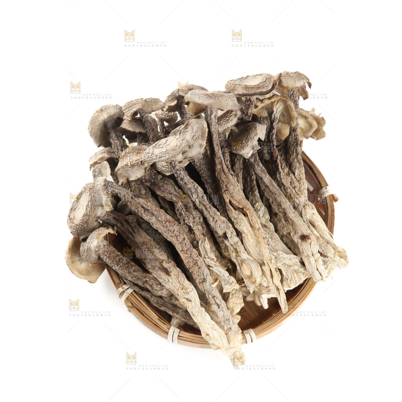 鹿茸菇