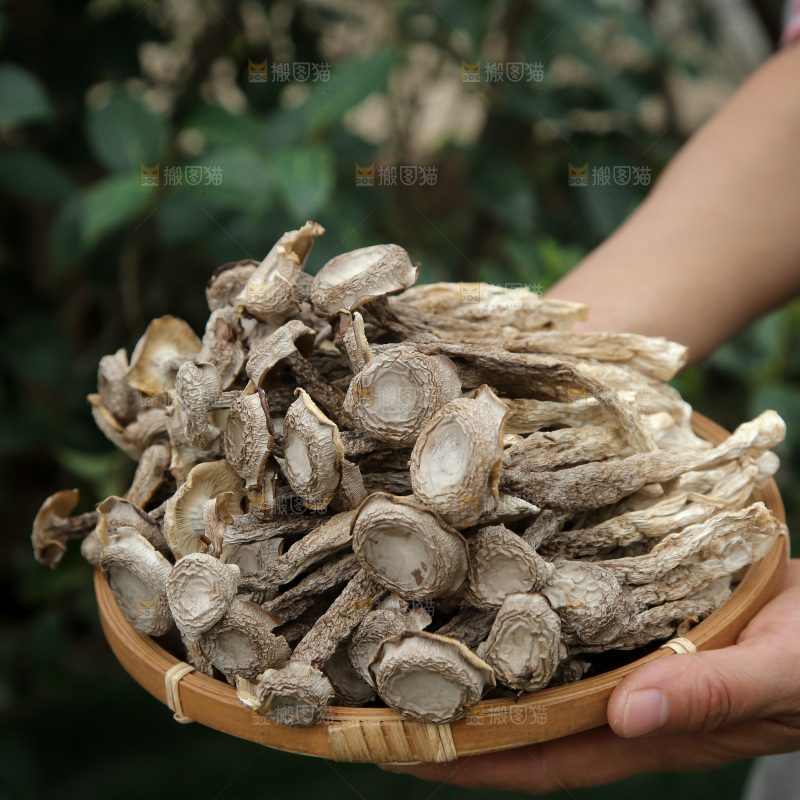 鹿茸菇