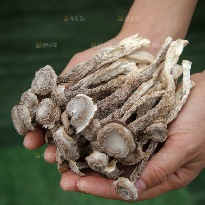 鹿茸菇