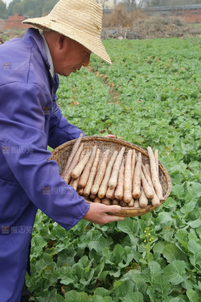铁棍山药