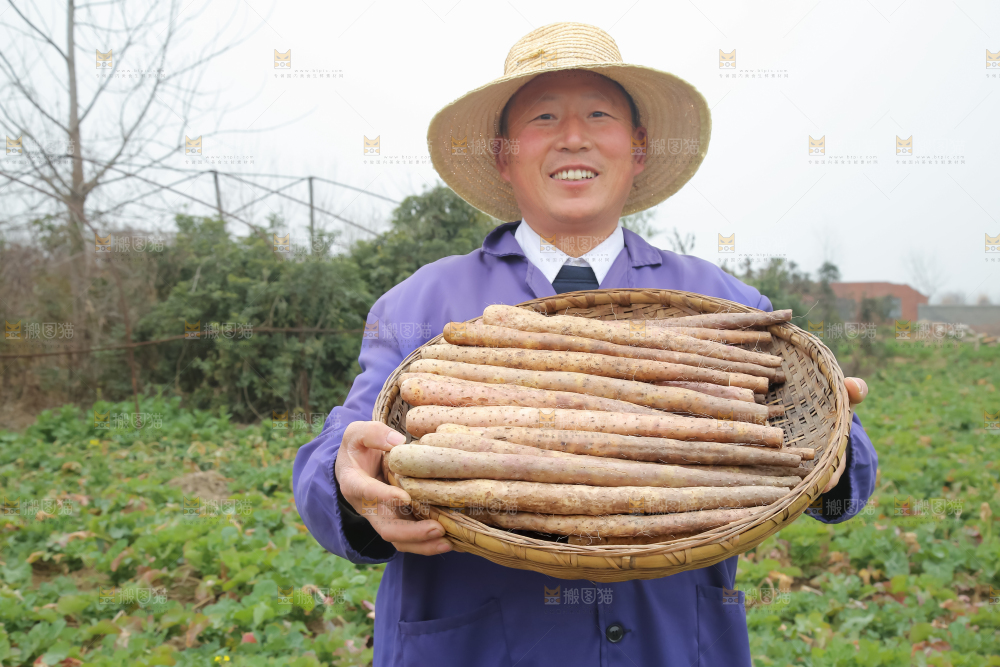 铁棍山药